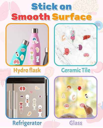 Benresive Reusable Sticker Book for Toddlers 2-4 Years, Fun Travel Stickers for Kids, Waterproof Sticker Books for Toddlers 1-3, Crafts Activities for Todddlers 1-3 2-4 3-5 - My Body