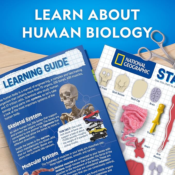 National Geographic Human Body Model for Kids That Glows in The Dark - 32-Piece Interactive Anatomy Model with Bones, Organs, Muscles, Science Kit, Anatomy & Physiology, Halloween Activity for Kids