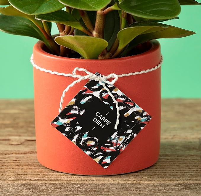 Compendium ThoughtFulls Pop-Open Cards — Carpe Diem — 30 Pop-Open Cards, Each with a Different Inspiring Message Inside